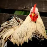 chikkenman