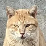 ブリチャット