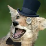 Songdog