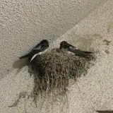 Swallow_Dragons