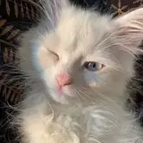NENE