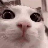 Mangowo